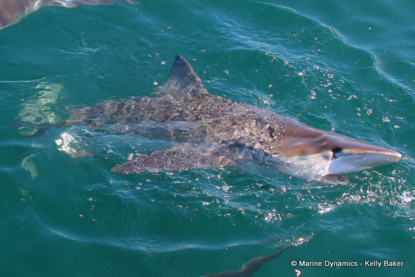 bronze whaler shark, South Africa